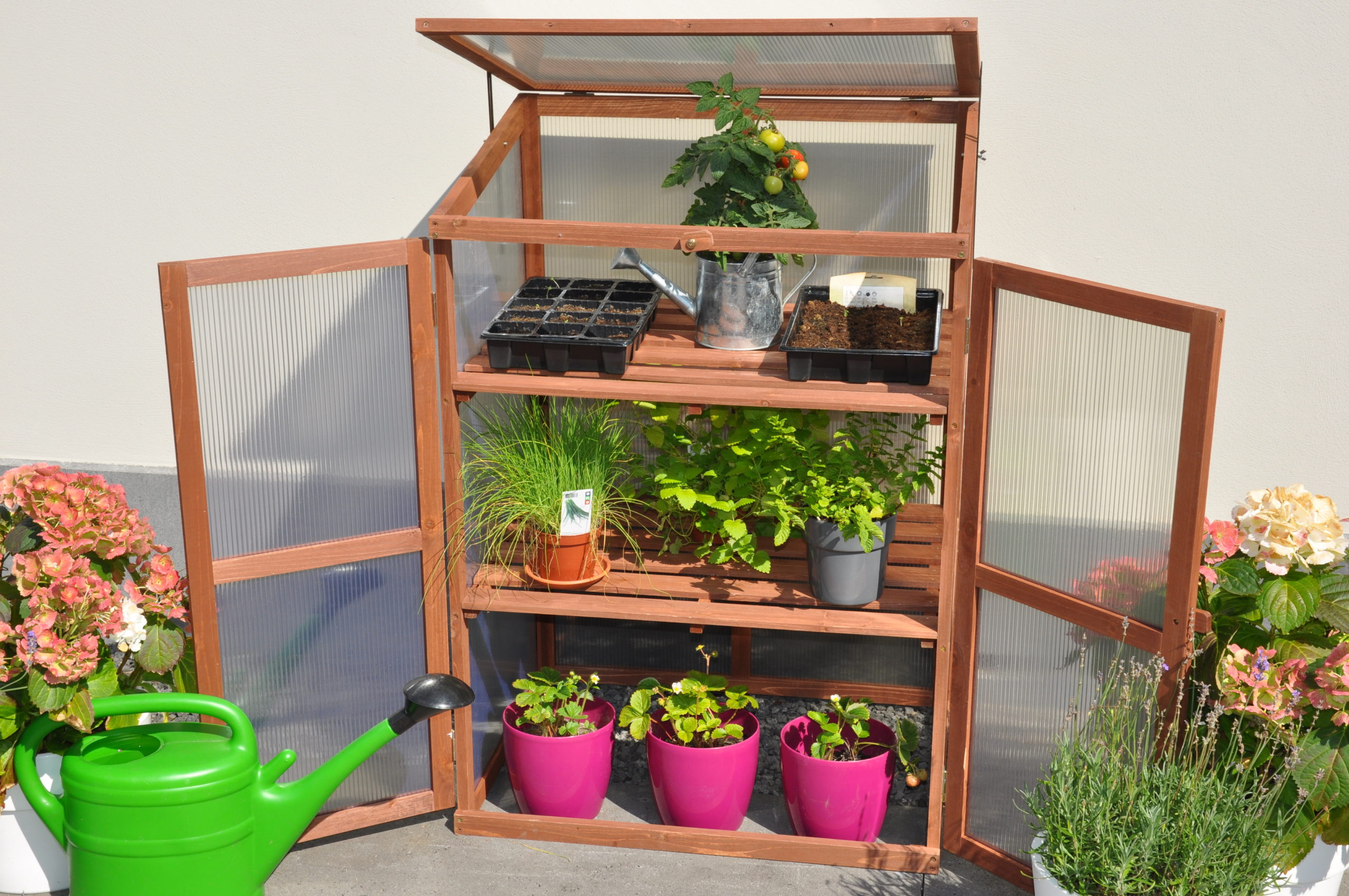 Rosemary's Choice Royal Well