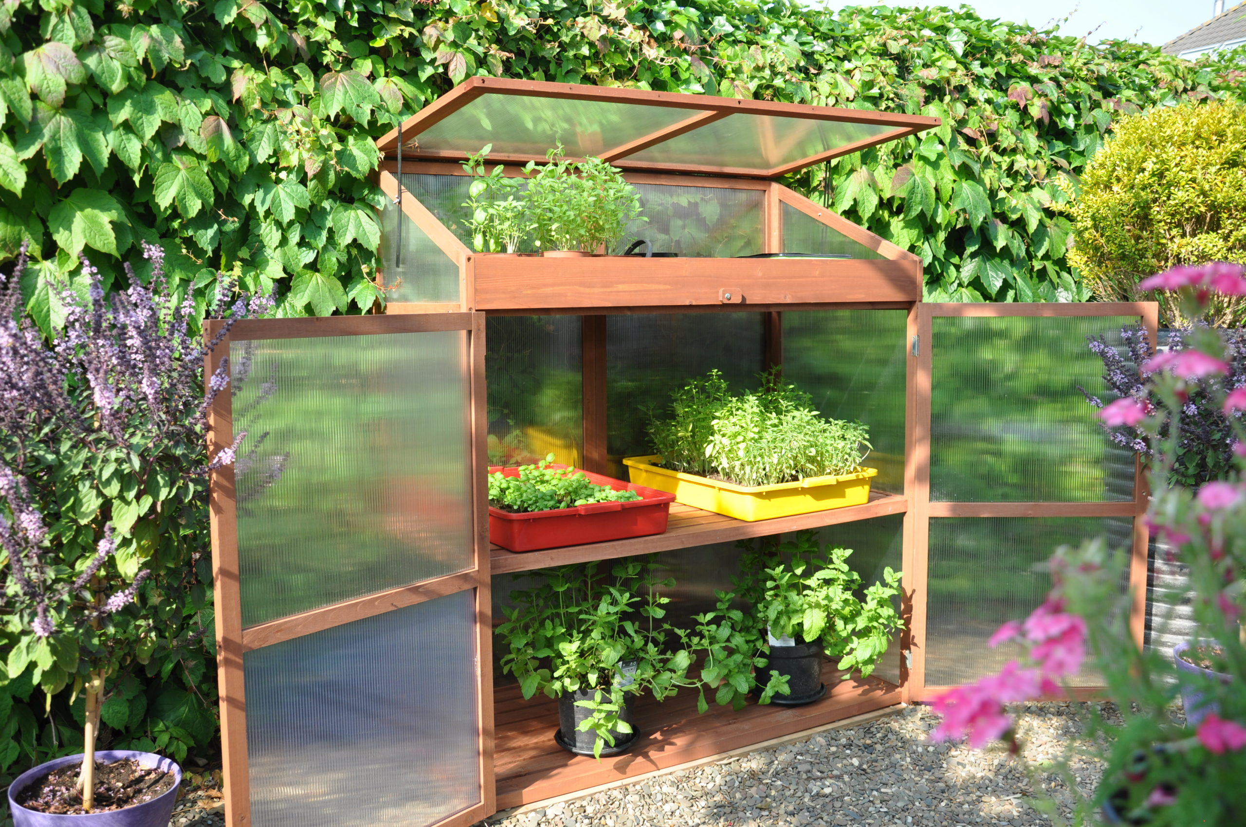 Sweet Basil Royal Well