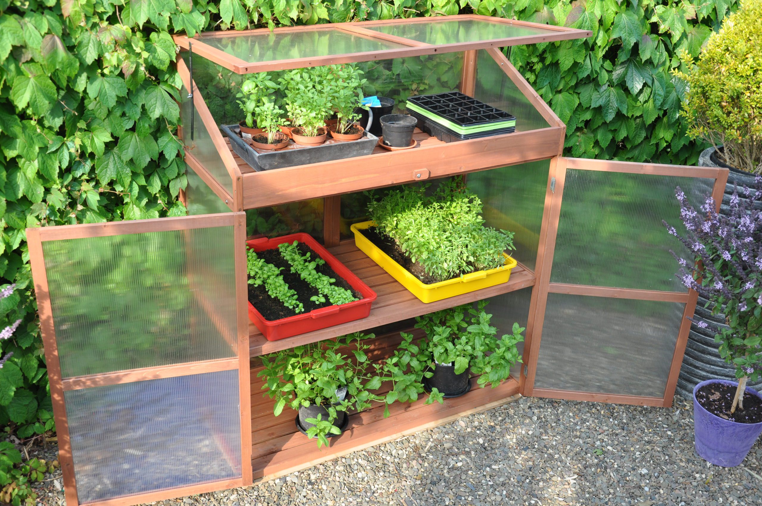 Sweet Basil Royal Well