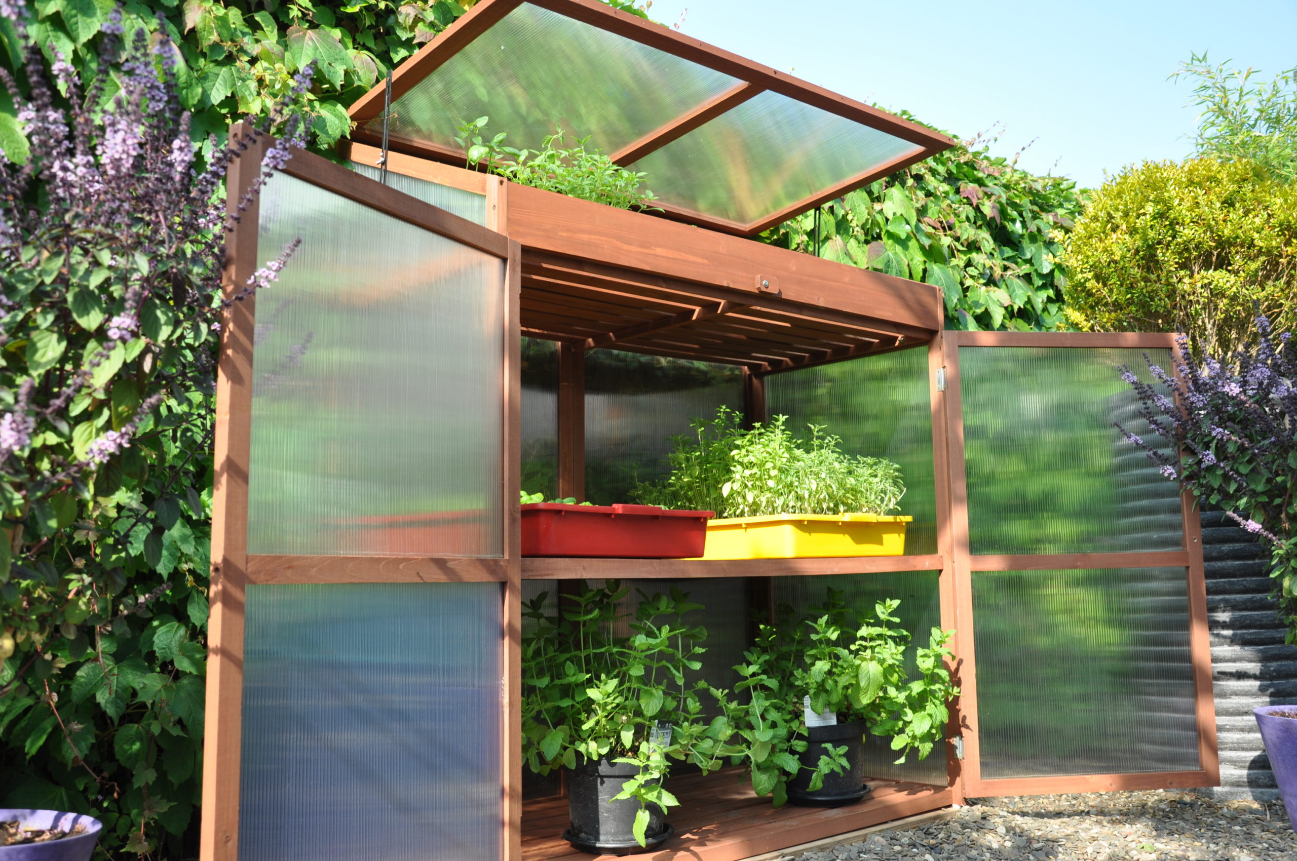 Sweet Basil Royal Well