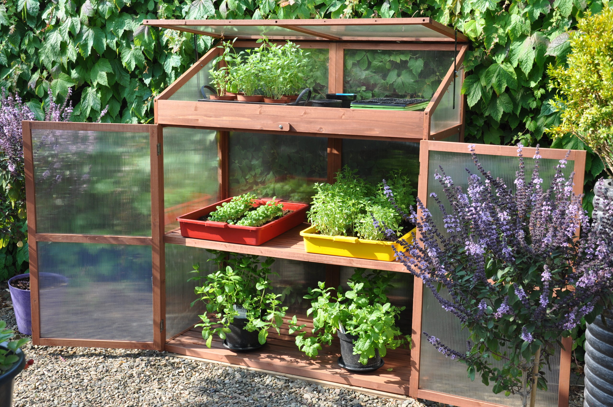 Sweet Basil Royal Well