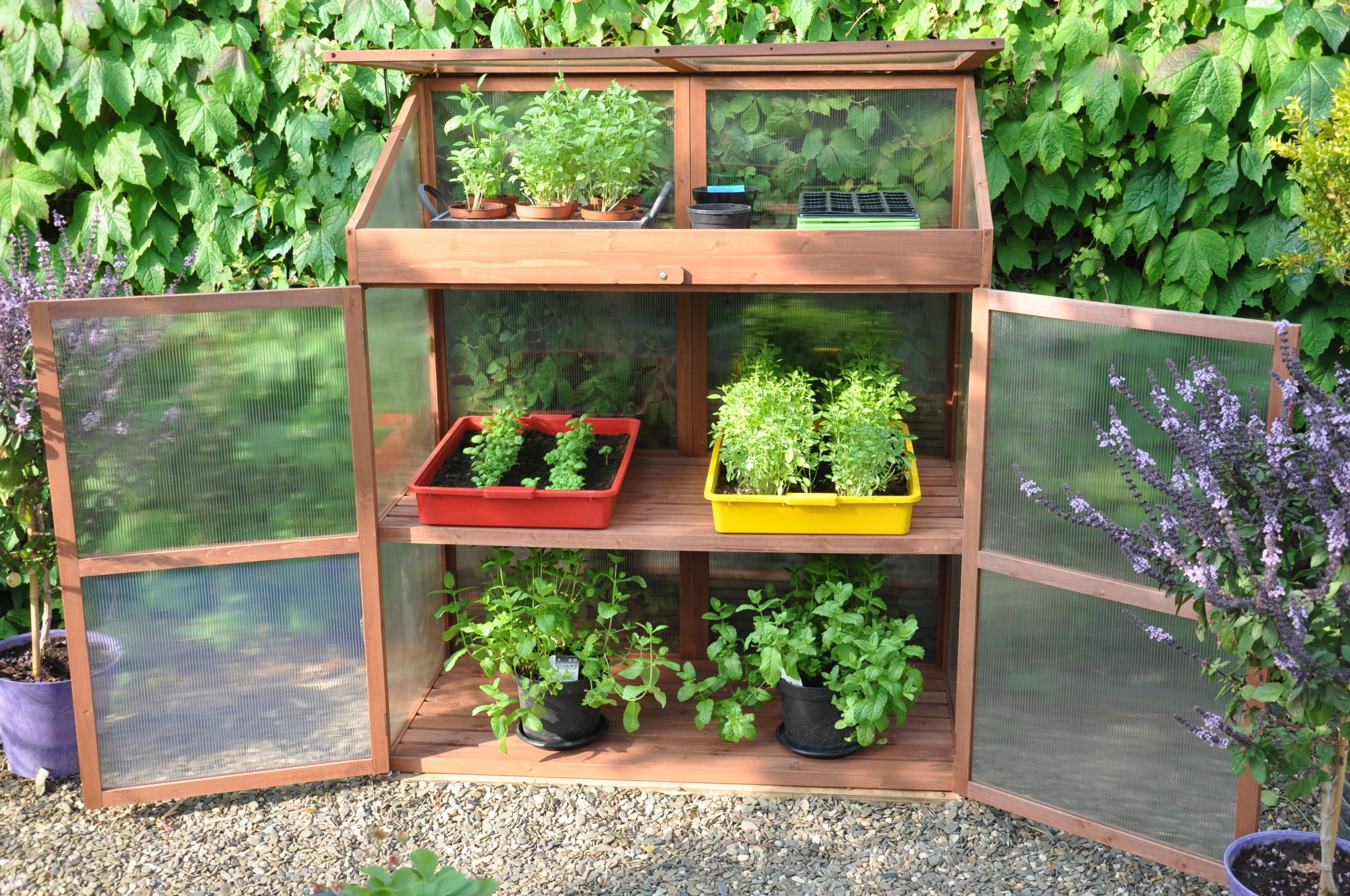 Sweet Basil Royal Well