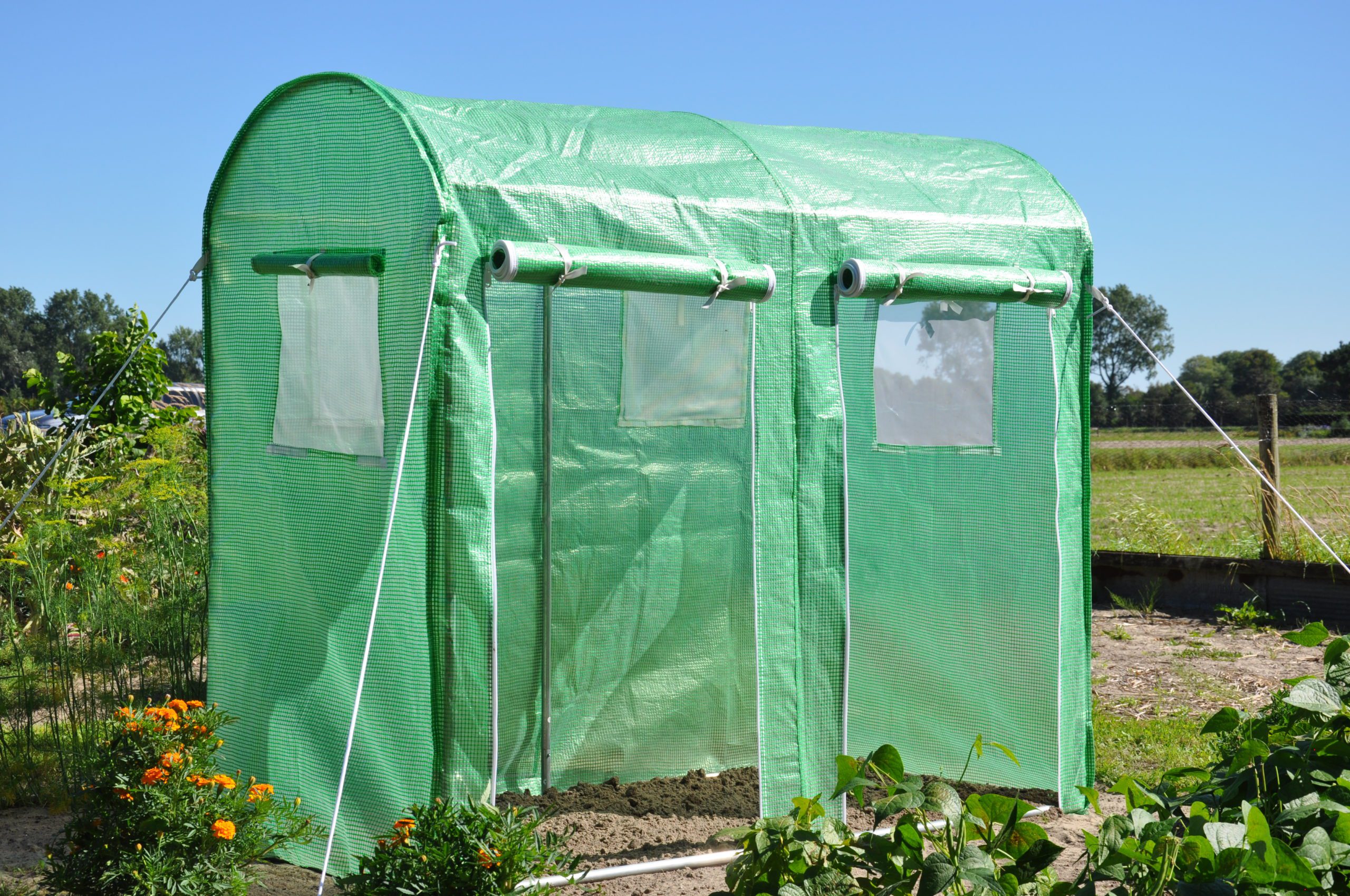 Maxi Tomato Galva Royal Well