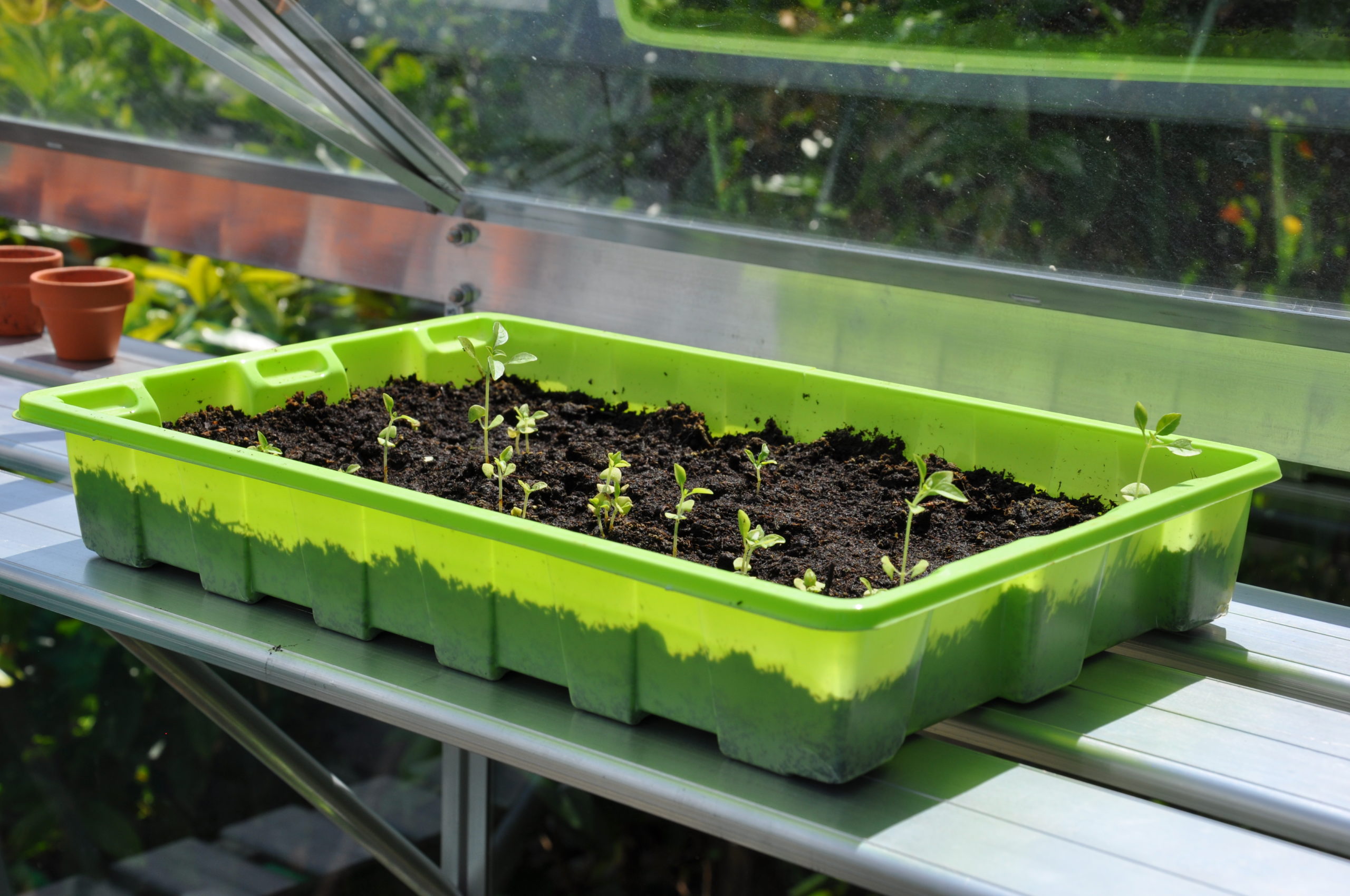 Kweekschap Alu Sower Royal Well