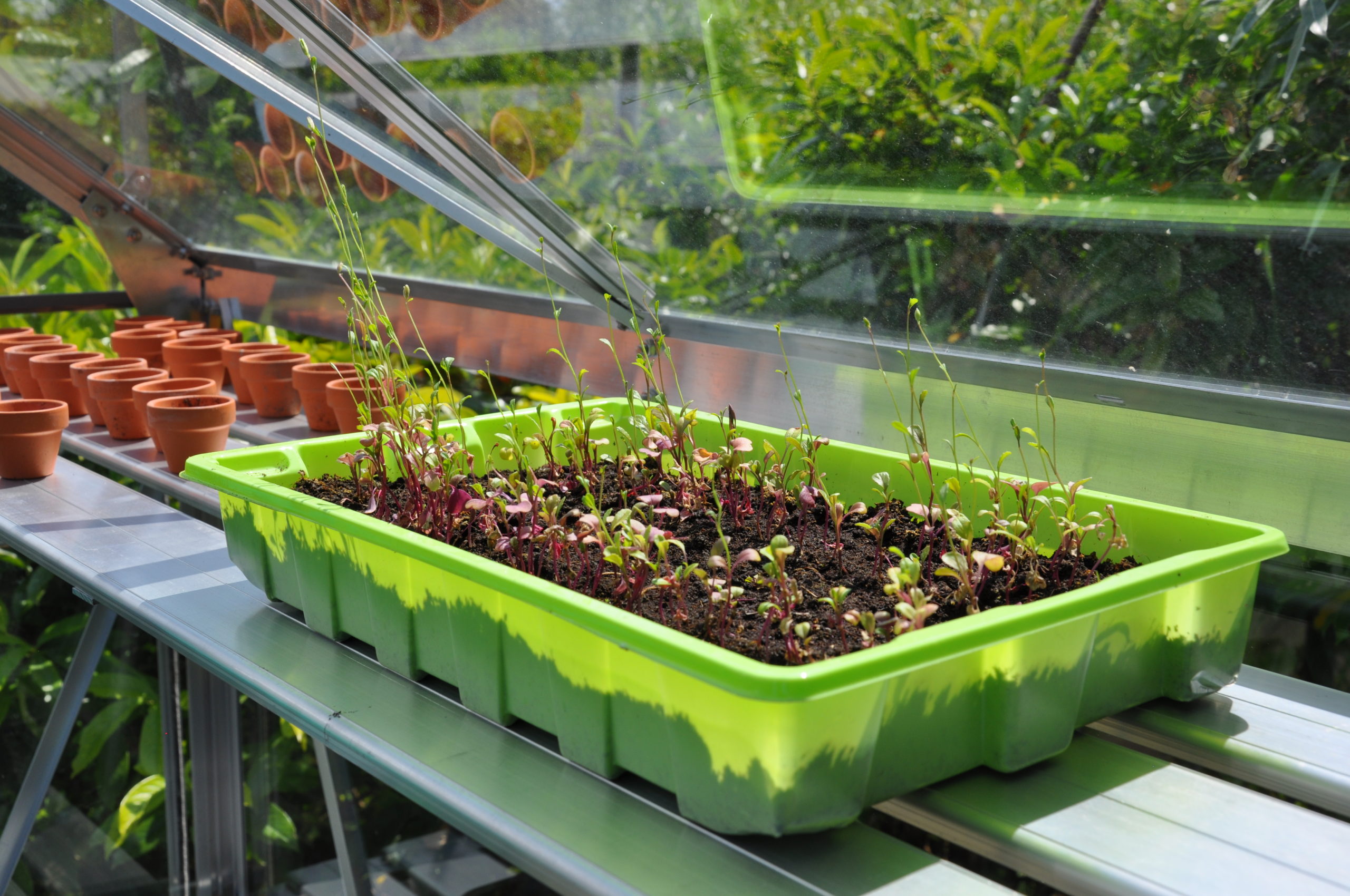 Kweekschap Alu Sower Royal Well - Afbeelding 3